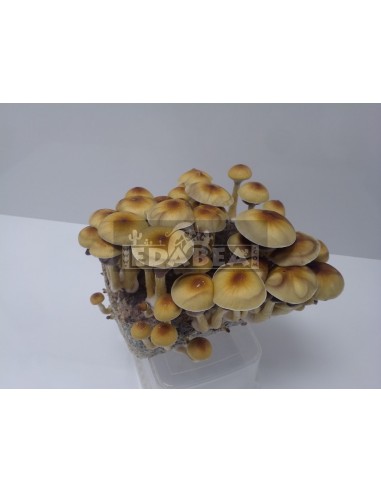 Hawaiian 100% Mycelium Kit | Psilocybe Cubensis Grow Kit