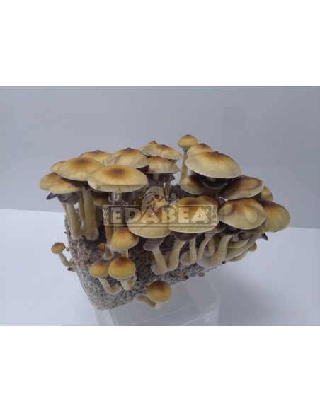 Hawaiian 100% Mycelium Kit | Psilocybe Cubensis Grow Kit