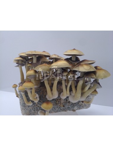 Hawaiian 100% Mycelium Kit | Psilocybe Cubensis Grow Kit