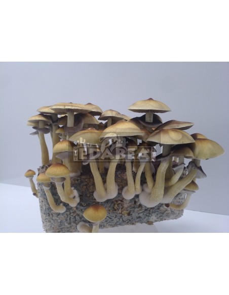 Kit Hawaiian 100% Micélio | Psilocybe Cubensis Clássica