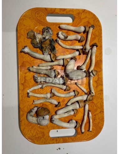 Penis Envy 100% mycelium kit | Classic strain