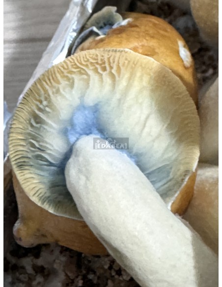 Penis Envy 100% Myzel Kit | Klassische Sorte