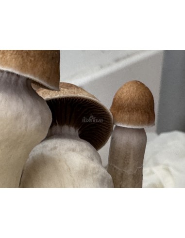 Penis Envy 100% mycelium kit | Classic strain