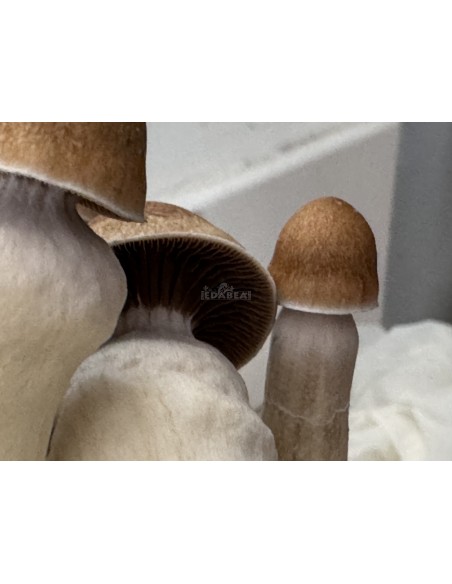 Penis Envy 100% Myzel Kit | Klassische Sorte