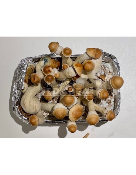 Penis Envy 100% mycelium kit | Classic strain