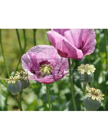 Buy Poppy Seeds