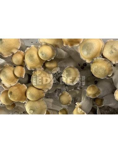 Bluey Vuitton 100% Mycelium Kit | Hybrid Strain