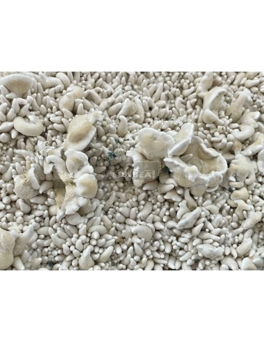 Kit de cultivo de cogumelos psilocybe cubensis Enigma