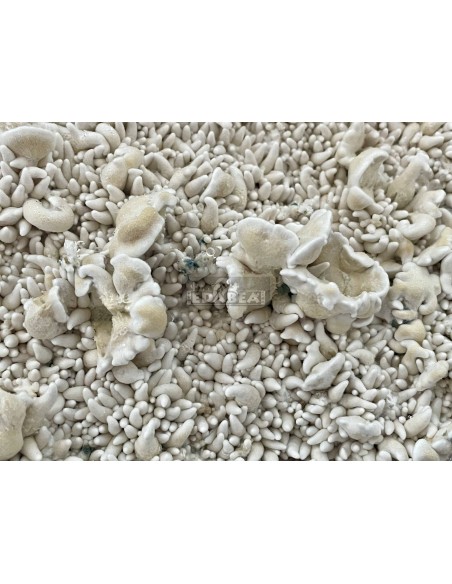Kit de culture de champignons psilocybe cubensis Enigma