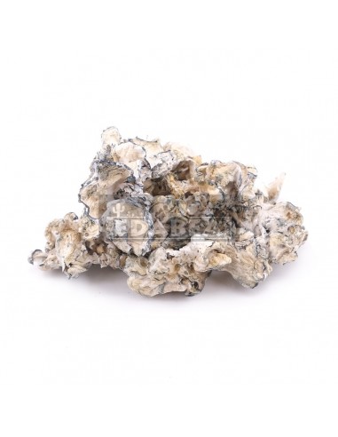 Kit de cultivo de cogumelos psilocybe cubensis Enigma