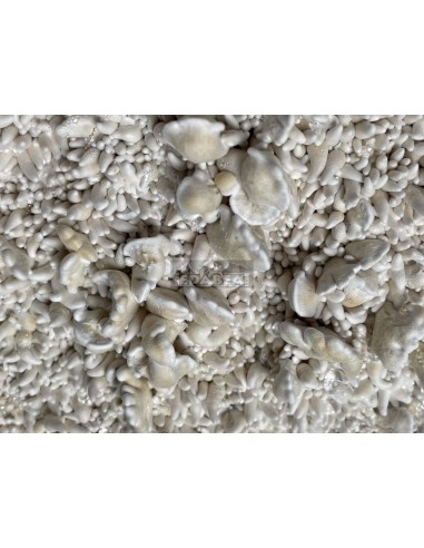 Kit de culture de champignons psilocybe cubensis Enigma
