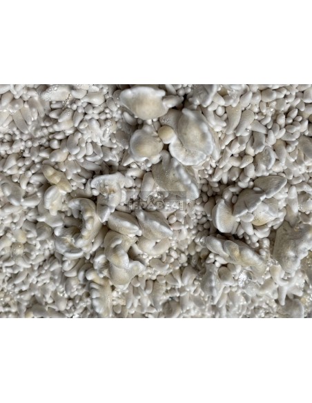 Kit de cultivo de cogumelos psilocybe cubensis Enigma