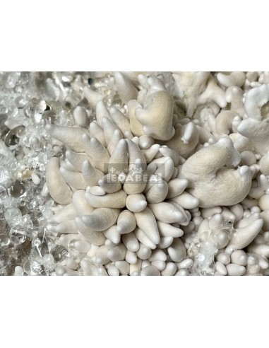Kit de cultivo de cogumelos psilocybe cubensis Enigma