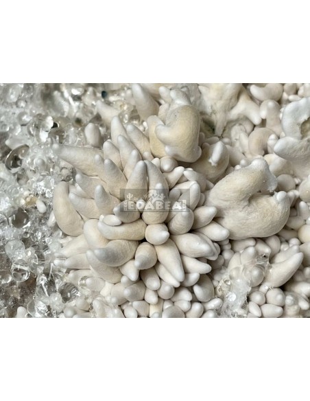 Kit de culture de champignons psilocybe cubensis Enigma