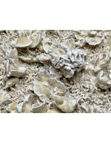 Kit de culture de champignons psilocybe cubensis Enigma