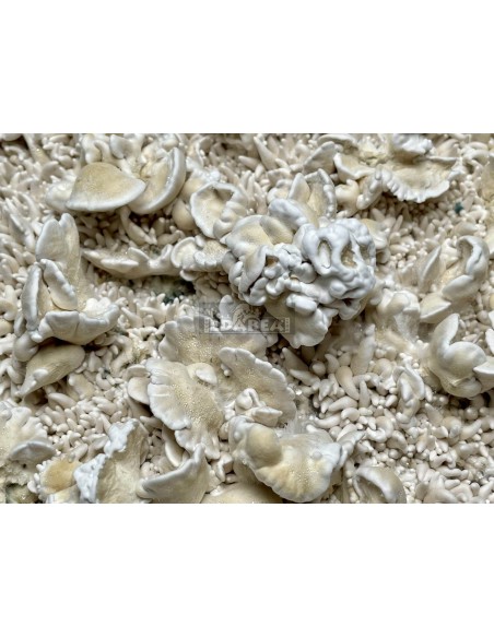 Kit de cultivo de cogumelos psilocybe cubensis Enigma