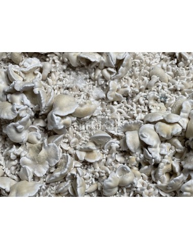Kit de culture de champignons psilocybe cubensis Enigma