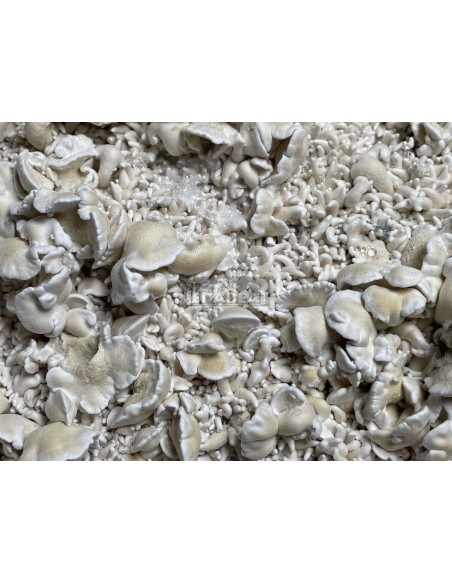 Kit de cultivo de cogumelos psilocybe cubensis Enigma
