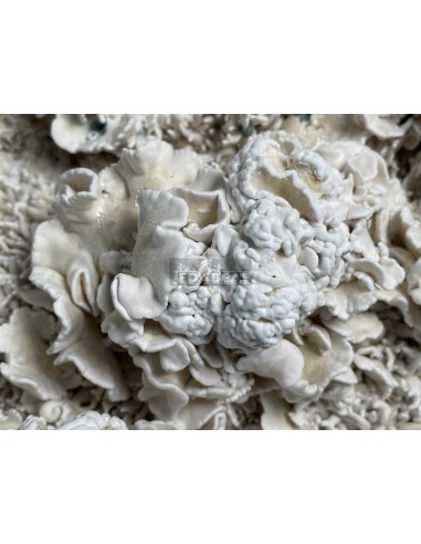 Kit de culture de champignons psilocybe cubensis Enigma