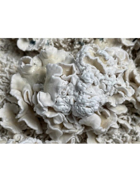 Kit de cultivo de cogumelos psilocybe cubensis Enigma