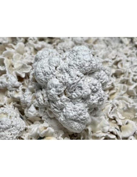 Kit de culture de champignons psilocybe cubensis Enigma