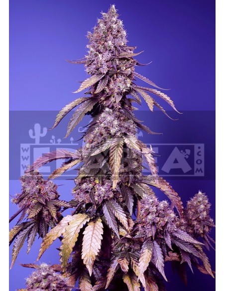 Black Muffin F1 Fast Version | Edabea Black Muffin F1 Fast Version | Edabea