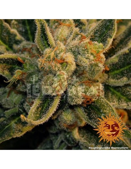 Lachender Buddha | Edabea SL