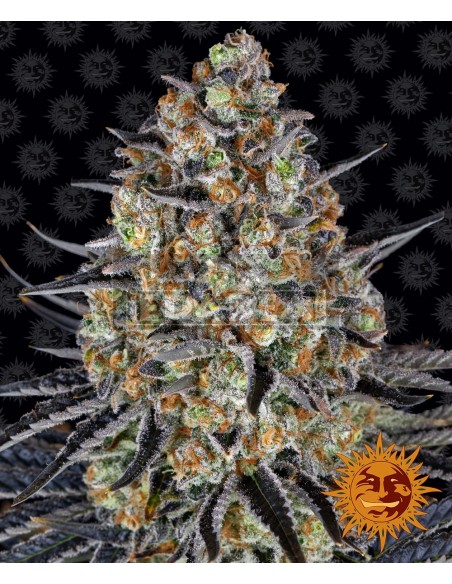 Barneys Farm LSD | Edabea SL