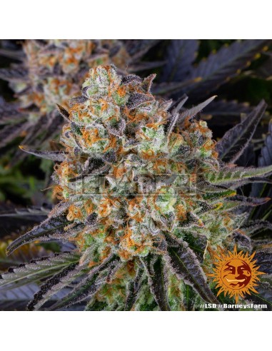 Barneys Farm LSD | Edabea SL