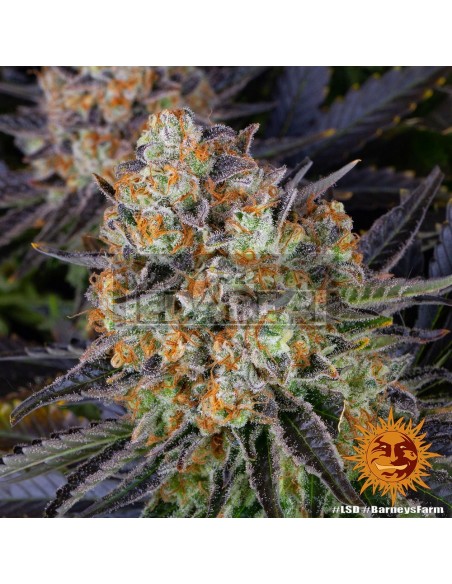 Barneys Farm LSD | Edabea SL