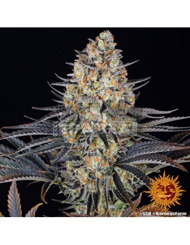 Barneys Farm LSD | Edabea SL