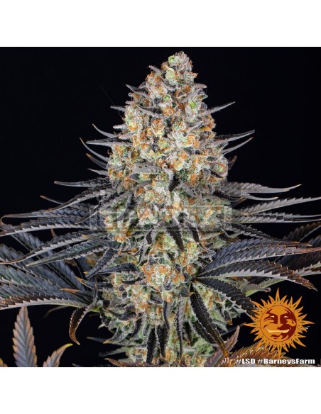 Barneys Farm LSD | Edabea SL