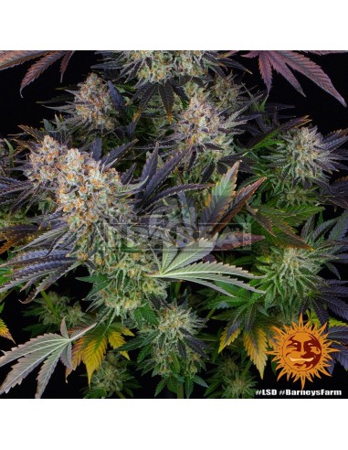 Barneys Farm LSD | Edabea SL