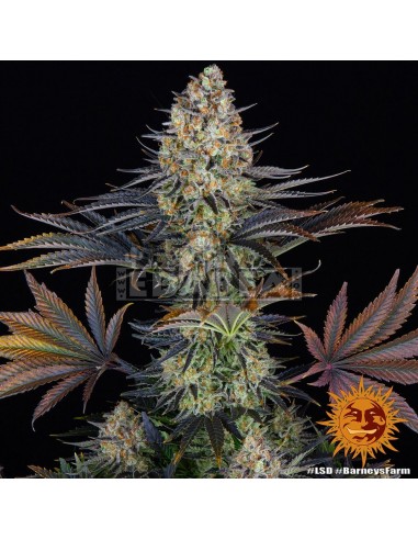 Barneys Farm LSD | Edabea SL