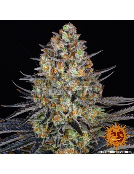 Barneys Farm LSD | Edabea SL