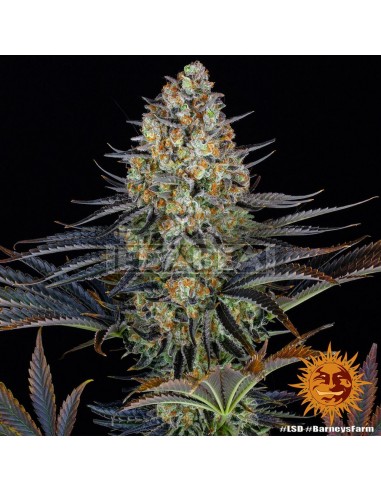 Barneys Farm LSD | Edabea SL