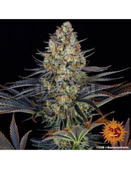 Barneys Farm LSD | Edabea SL