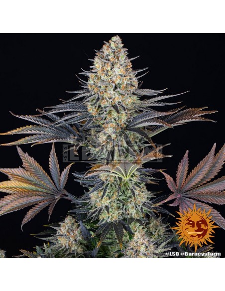 Barneys Farm LSD | Edabea SL