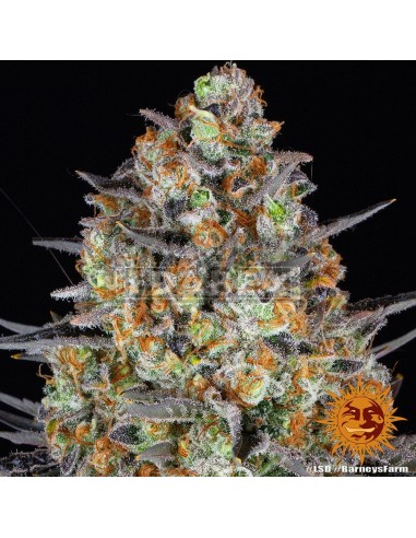 Barneys Farm LSD | Edabea SL