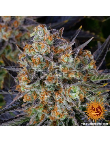 Barneys Farm LSD | Edabea SL