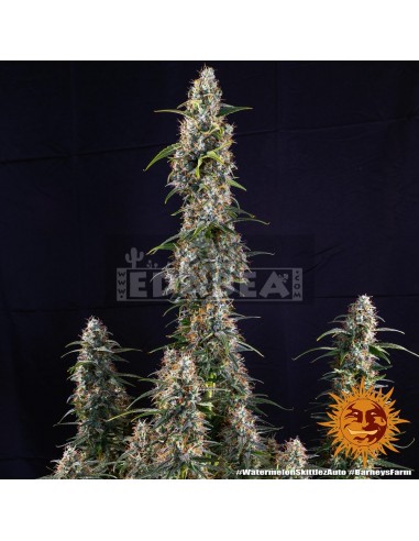Watermelon Zkittlez Auto : Edabea