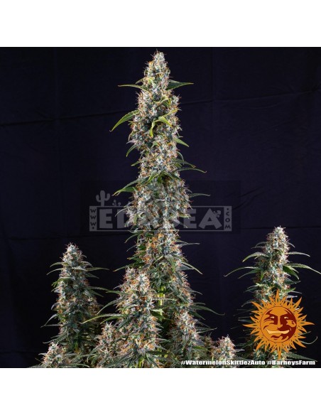 Watermelon Zkittlez Auto : Edabea