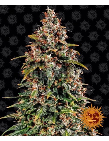 Watermelon Zkittlez Auto : Edabea