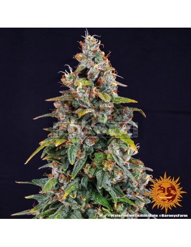 Watermelon Zkittlez Auto : Edabea