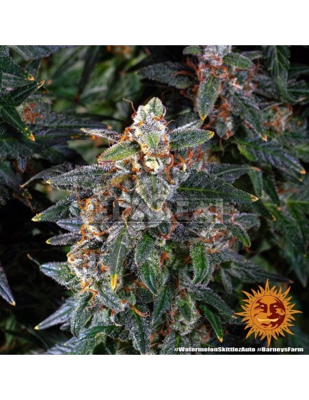 Watermelon Zkittlez Auto : Edabea