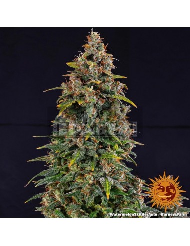 Watermelon Zkittlez Auto : Edabea
