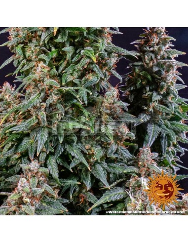 Watermelon Zkittlez Auto : Edabea