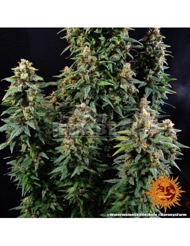 Watermelon Zkittlez Auto : Edabea