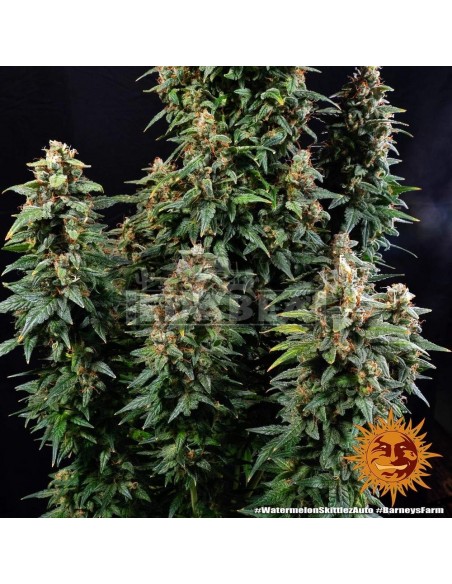 Watermelon Zkittlez Auto : Edabea