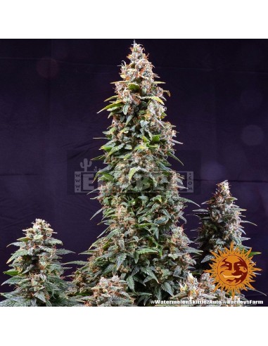 Watermelon Zkittlez Auto : Edabea